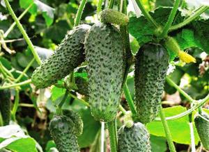 Cucumbers are also very different, it all depends on the selected variety.