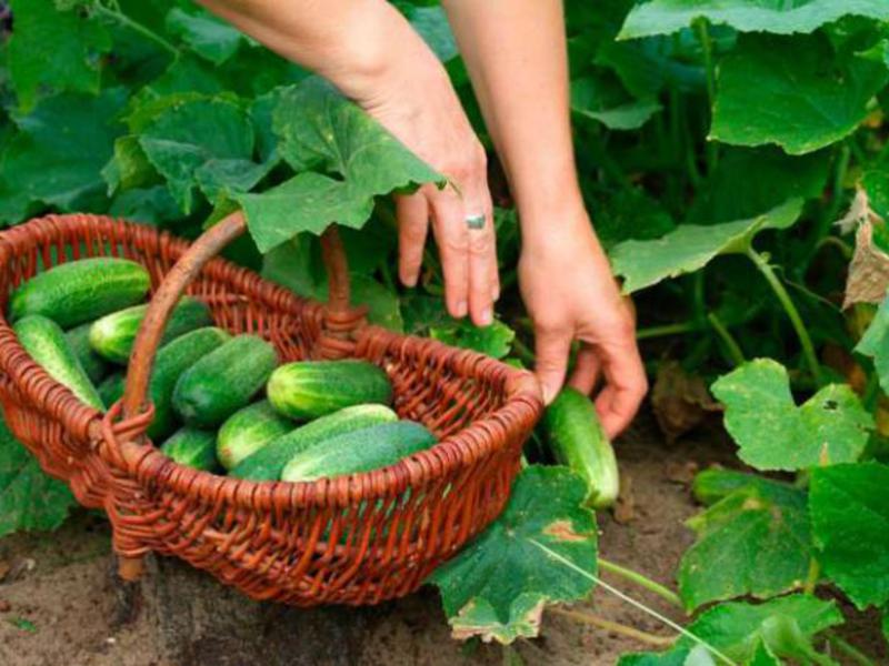 Els cogombres són verdures molt saludables i baixes en calories