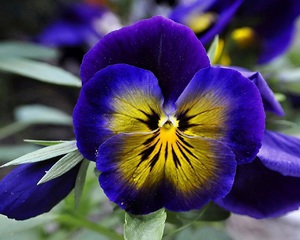 ดอกไม้ระยะใกล้ - Pansies