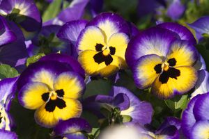 Stedmoderblomster skal plantes i åben grund med frø.