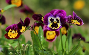 Flores en crecimiento - Pansy Care