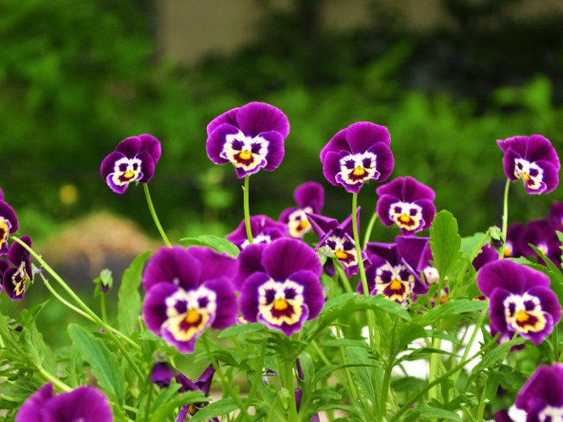 Pansies tumbuh dengan indah di taman di pertengahan garis lintang