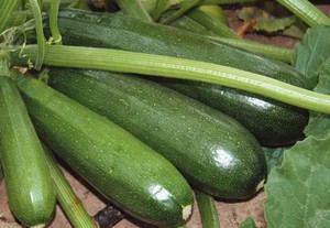 Een verscheidenheid aan courgettes kiezen