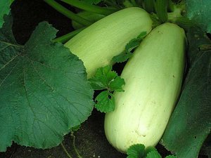 Courgette in de volle grond planten