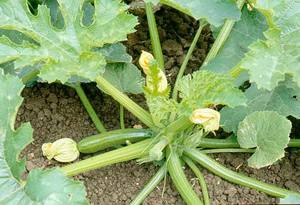 Hoe courgette groeit