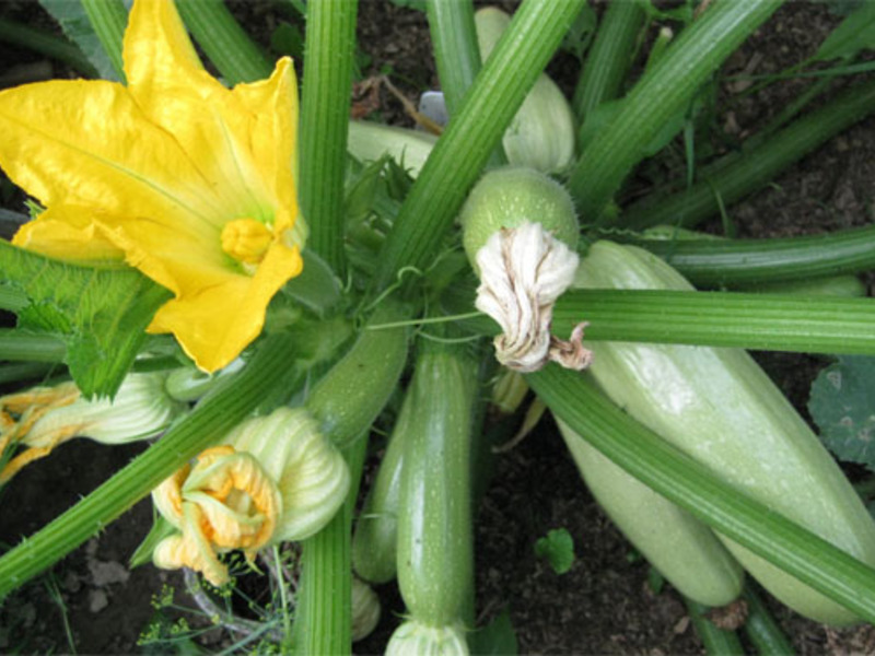 Groeiende courgette