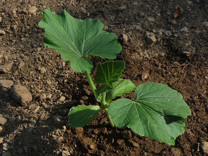 Die produktivsten Sorten von Zucchini