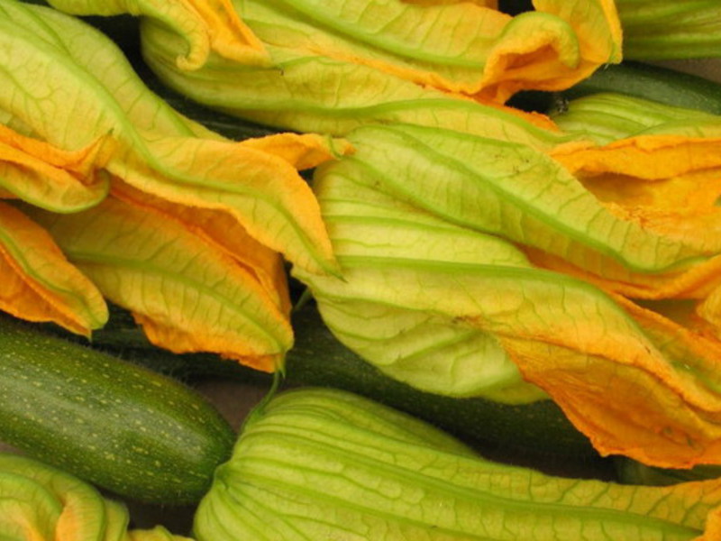 Groeiende courgette