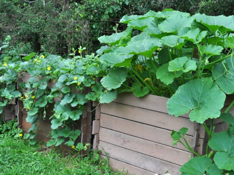 Populära zucchini-sorter