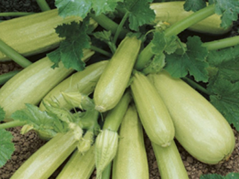 Apa jenis zucchini terbaik