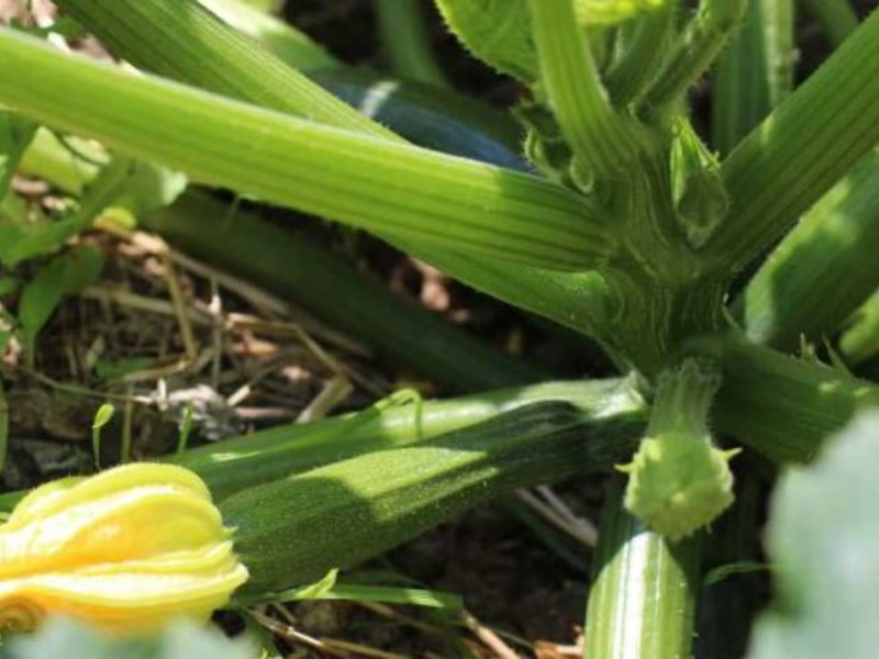 Hur man planterar zucchini