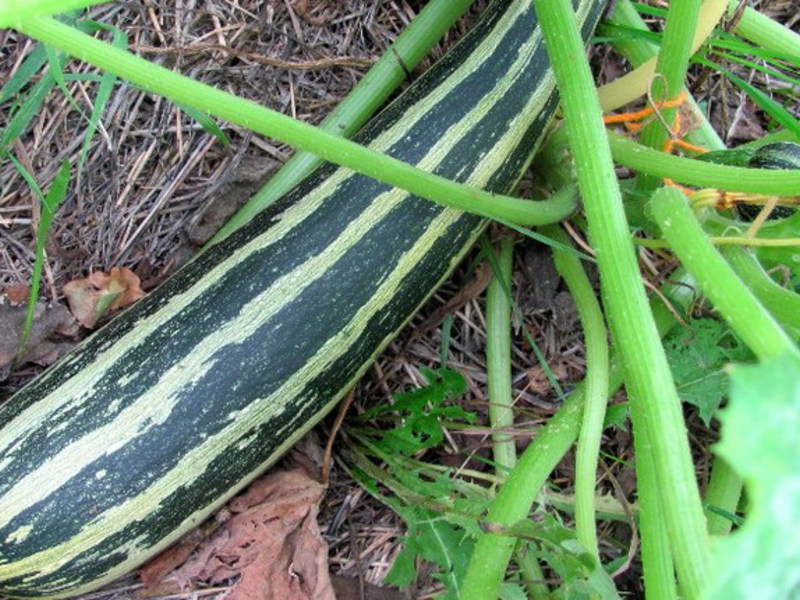 Verzorging van courgette zaailingen