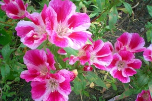 La godetia in fiore è molto bella: i grandi fiori luminosi attirano l'attenzione.