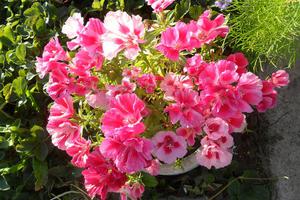 Godetia dyrkes av frø, og frøplanter plantes i bakken.