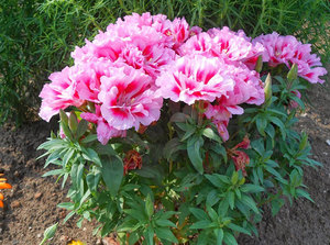 Godetia bush during flowering