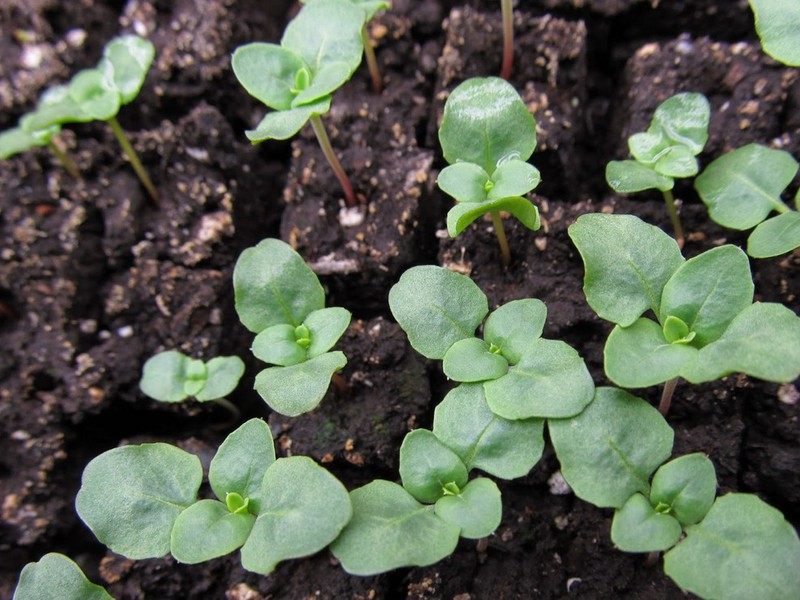 Gordetia spirer i bakken - planter med frø.