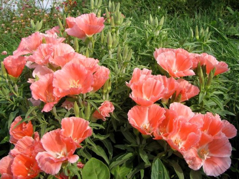 Godetia em um canteiro de flores é uma verdadeira decoração