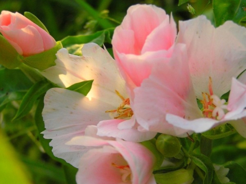 Growing godetia - choosing seeds.