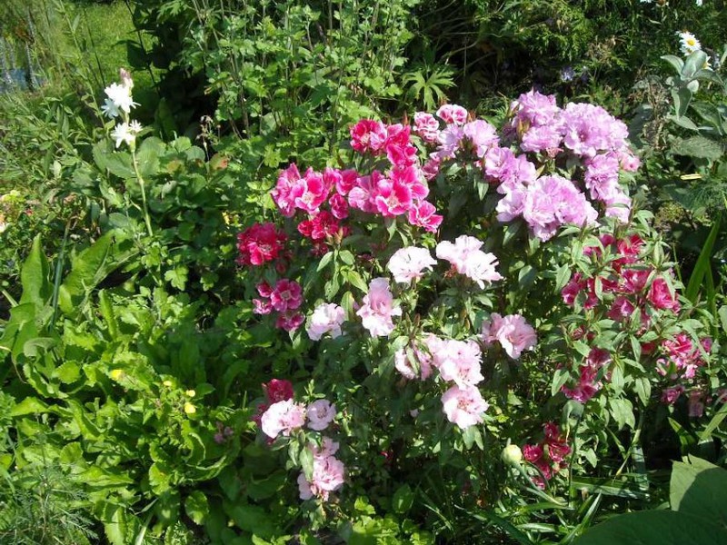 Godetia é uma flor pouco exigente, não necessita de cuidados especiais.