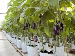 Aubergine - Een variëteit kiezen voor uw klimaat