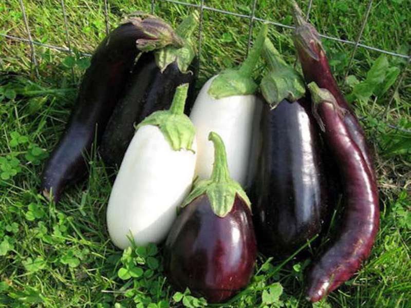 Aubergine är en utsökt och näringsrik grönsak