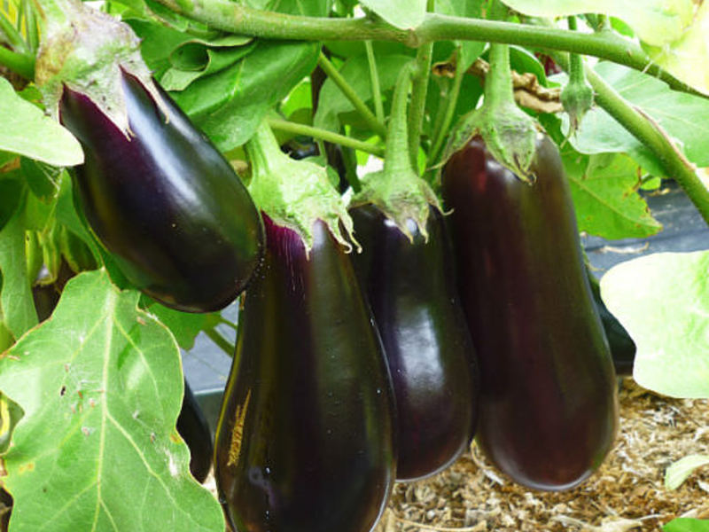 Vroege aubergines ter plaatse - oogsten