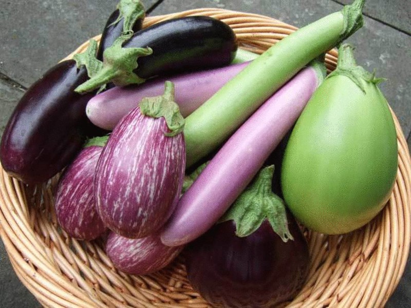 Aubergines kweken - wat is belangrijk om te weten