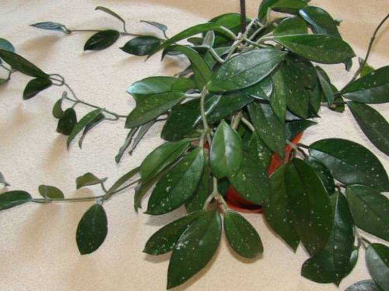 Types of indoor ivy