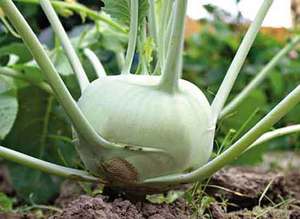 Kohlrabikaalia