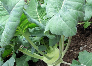 Kohlrabi - ประโยชน์และคุณสมบัติที่มีประโยชน์