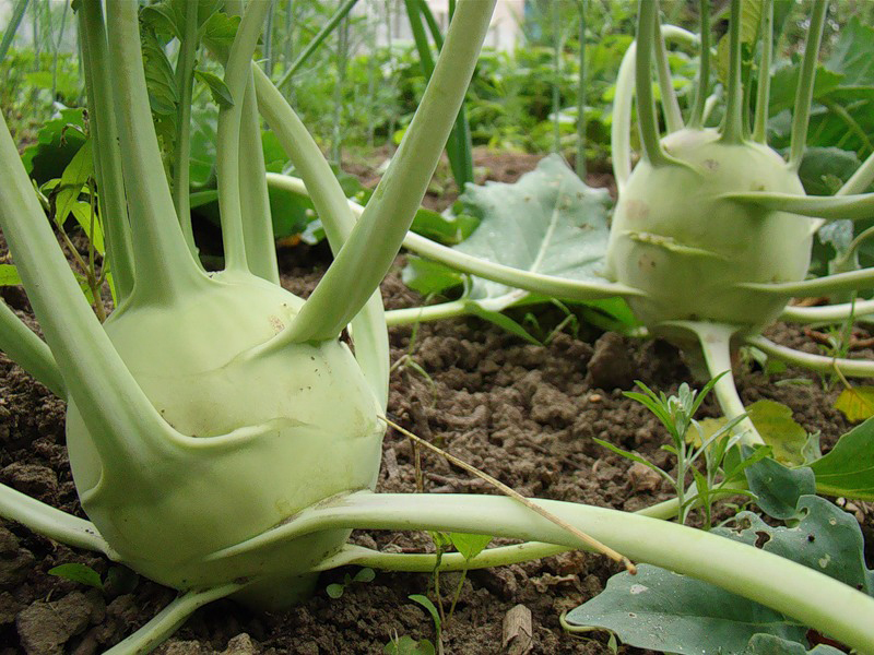 Como a couve-rábano é plantada