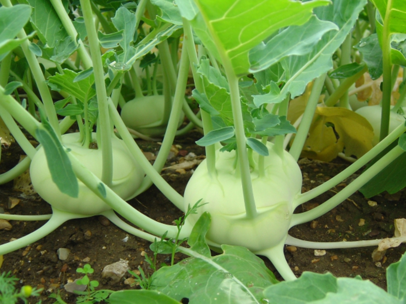 Kohlrabi - ประโยชน์และคุณสมบัติที่มีประโยชน์