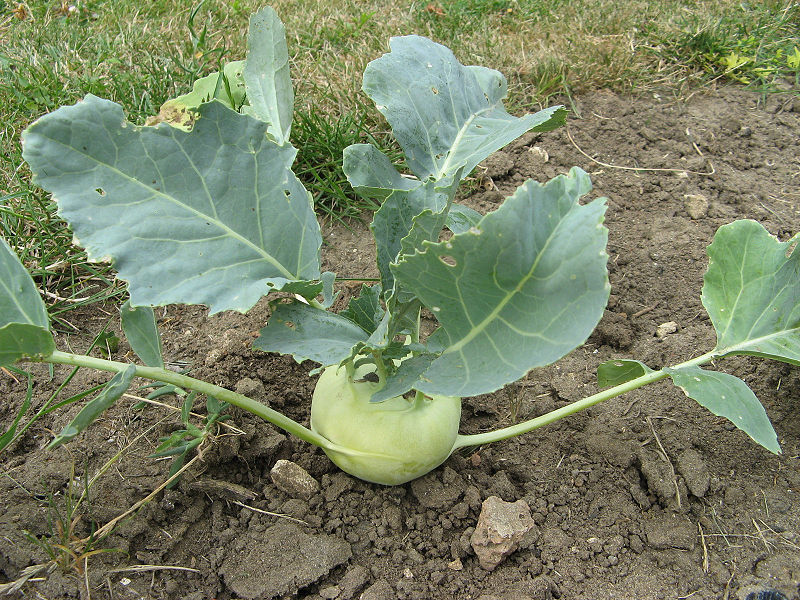 Kohlrabi repolyo