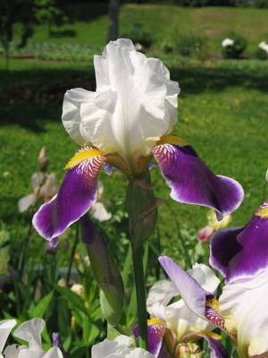 Màu Iris