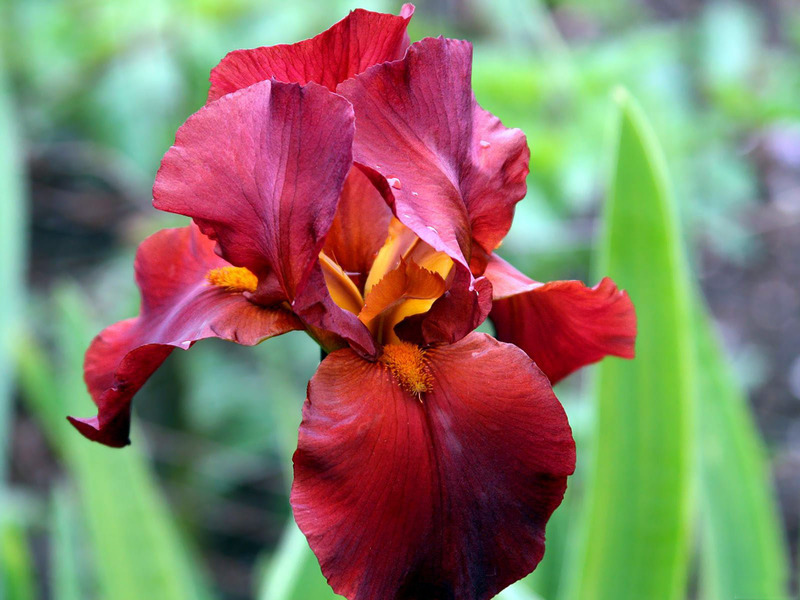 Types and varieties of irises