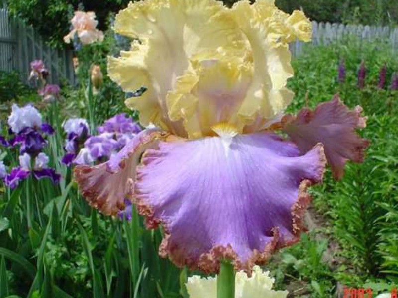 Iris flower