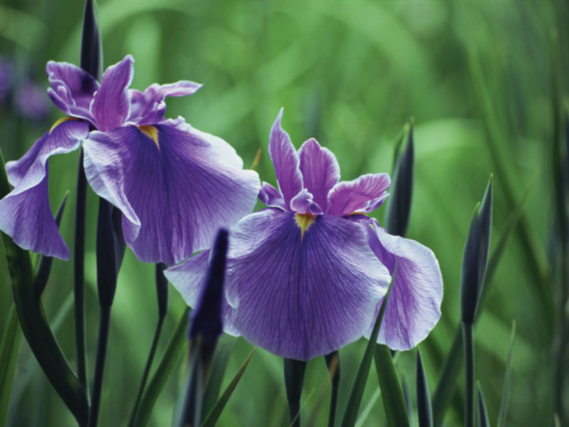 Beautiful irises flowers