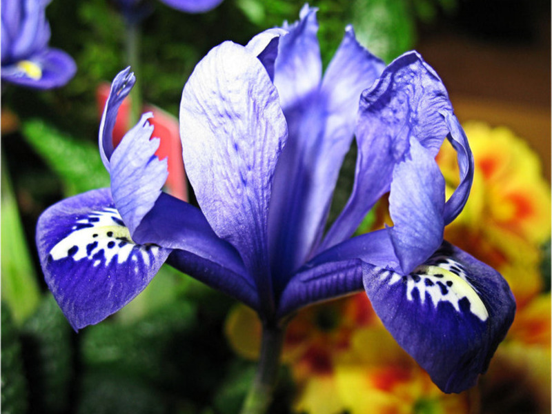 Iris variety