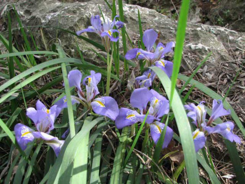 Voksende iris