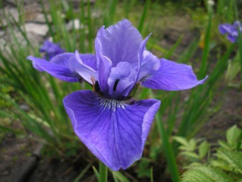 Iris înflorit