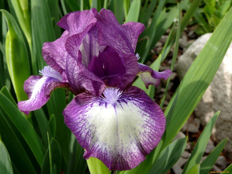 Smukke irisblomster