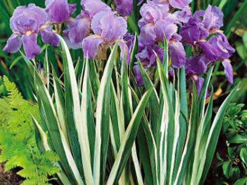 Com cultivar iris al país