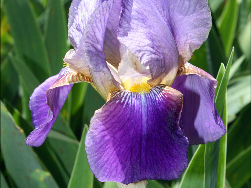 Beskrivelse af irisblomsten