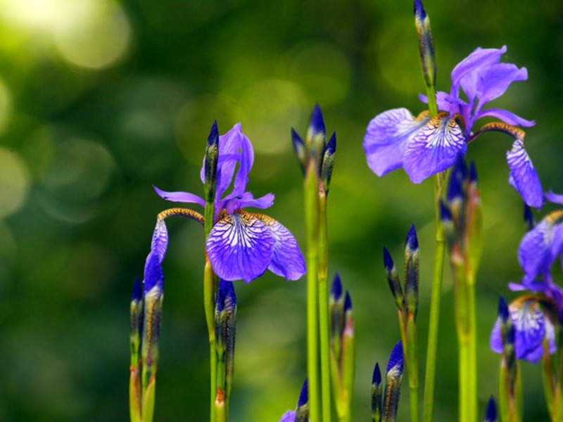 flor de iris