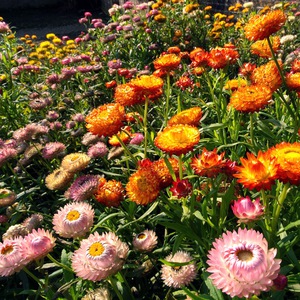 Gelikhrizum - plantas herbáceas para campo abierto