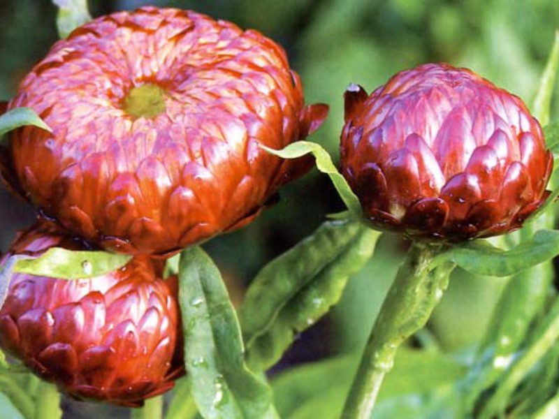 Dyrker en blomst av gelichrizum