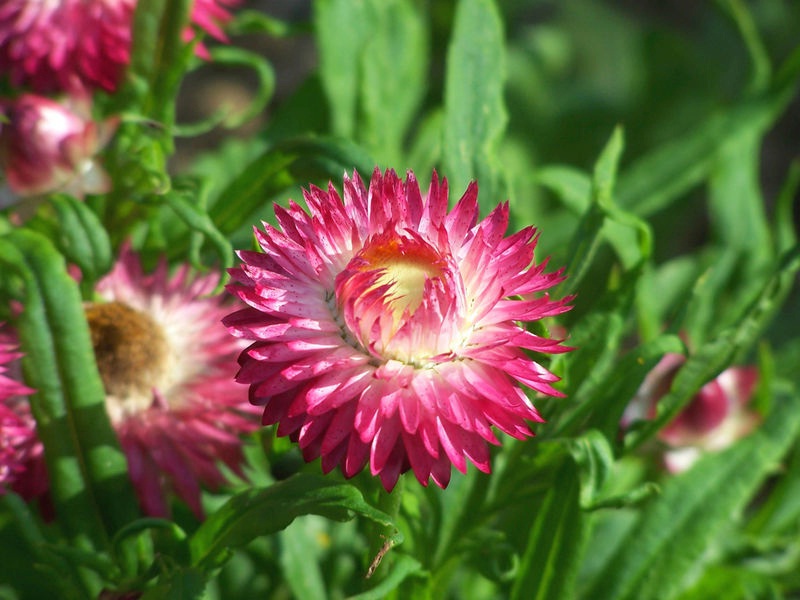 Beskrivelse av blomsten gelichrizum