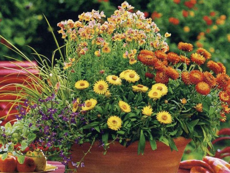 Pangangalaga at pagtutubig ng bulaklak na gelikhrizum