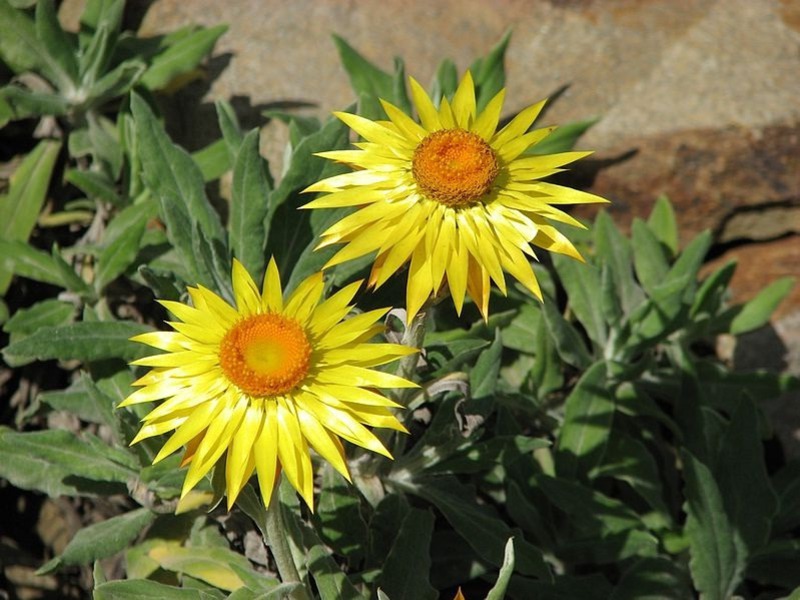 Varietà di varietà di fiori Gelikhrizum