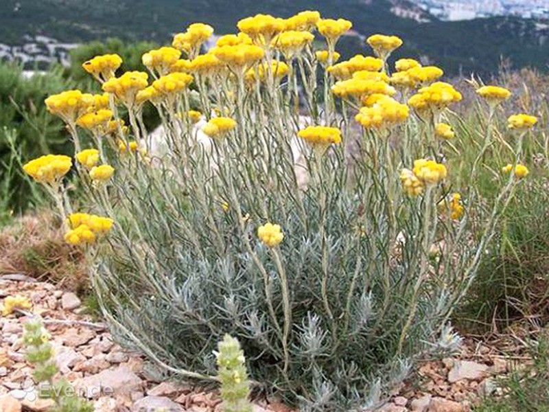 Description de la fleur gelichrizum